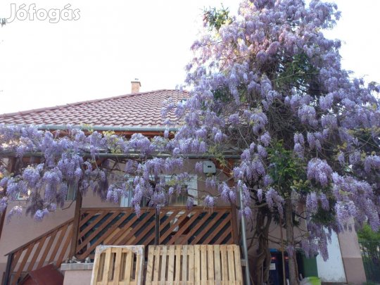 Lila akác magok - 25-30 db maradt