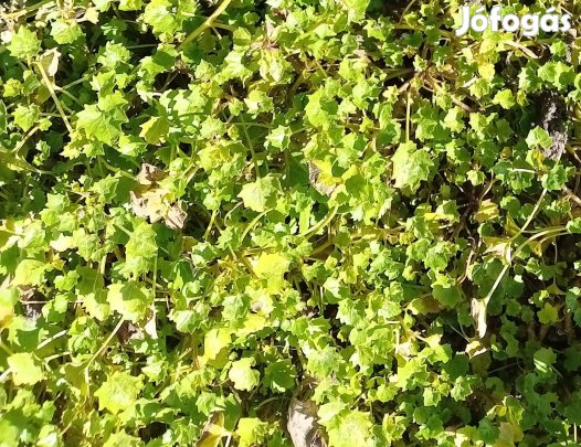 Lila dalmát harangvirág