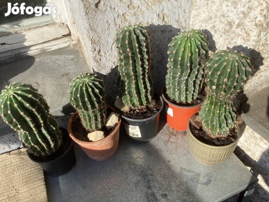 Lila és fehér virágú rölcséres kaktusz