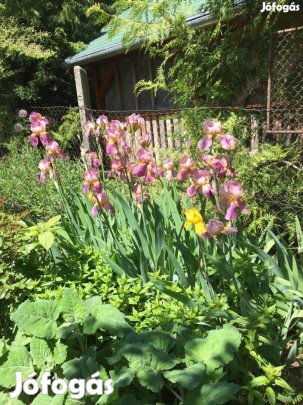 Lila kerti szakállas irisz