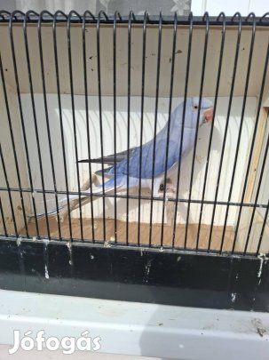 Lila kis sándorok költöznének