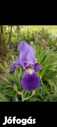 Lila nőszirom szabadgyökeresen