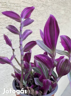 Lila szoba növény virág