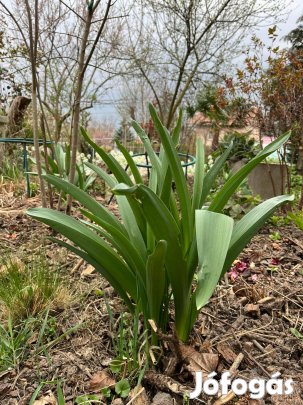 Lila virágú , nagy díszhagyma tövek eladóak !