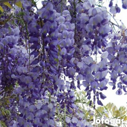Lilaakác Wisteria sinensis futónövény