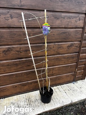 Lilaakác 'caroline'