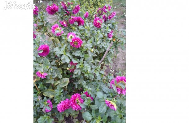 Lilás-bordó virágú dália gumók eladók