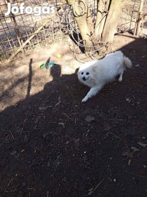 Lili Ingyen Elvihető