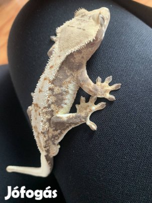 Lily white vitorlás gekkó