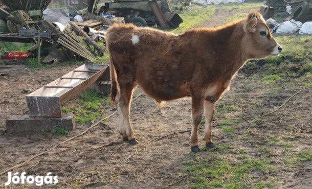 Limousin Jersey jellegű bika