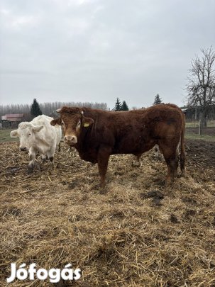 Limousin tenyészbika eladó