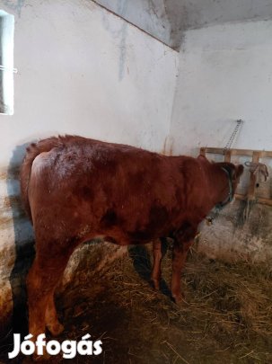 Limusin x Magyartarka üsző