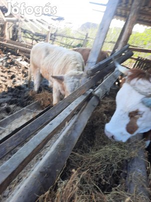 Limusine bikák 3db+1db tehén 