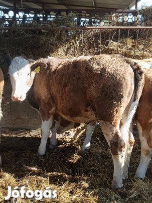 Limuzin/sarolin keresztezett üsző 300kg körüli