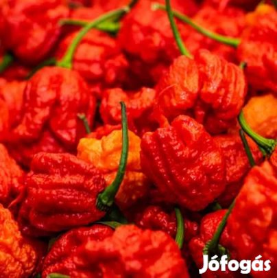 Liofilizált Fagyasztva szárított Carolina Reaper 20g  (5009)