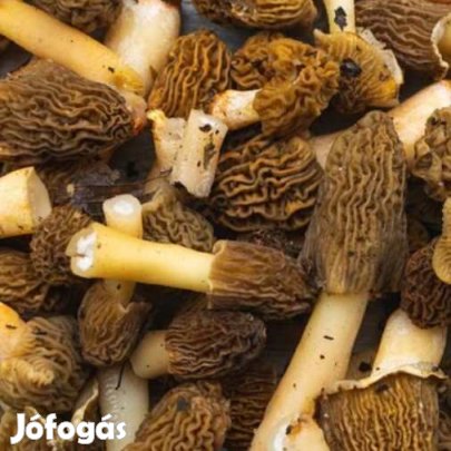 Liofilizált, Fagyasztva Szárított Cseh Kucsmagomba 100g (6153)