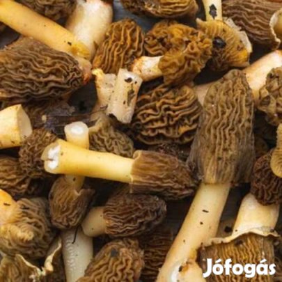 Liofilizált, Fagyasztva Szárított Cseh Kucsmagomba 50g (4718)