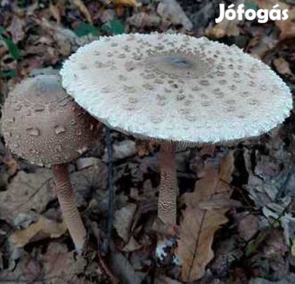 Liofilizált, Fagyasztva Szárított Nagy őzlábgomba 100g (6152)