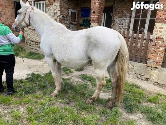 Lipicai nyeregtájon sütött kanca