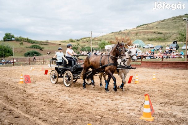 Lipicai x sport friz kanca elado