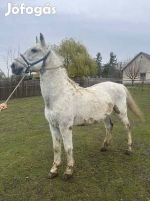 Lipp félvér herélt