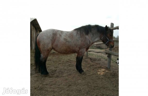 Ló, kanca,sodrott hidegvérű eladó