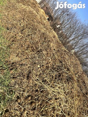 Ló trágya ingyen