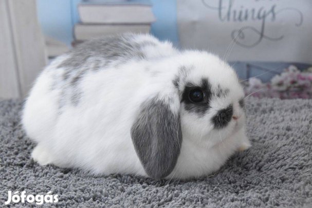 Lógófülű, mini kosorrú törpenyuszi