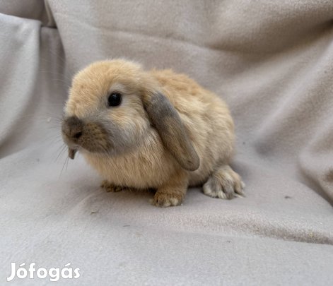 Lógófülű  törpenyuszik