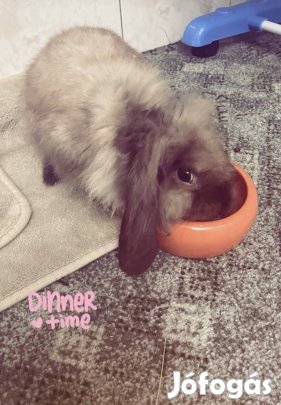 Logófülű torpe kislany nyuszi eladó