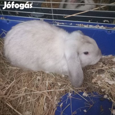 Lógófülű törpenyuszi