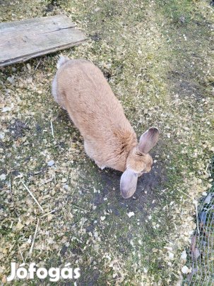 Lógófülű törpenyuszi