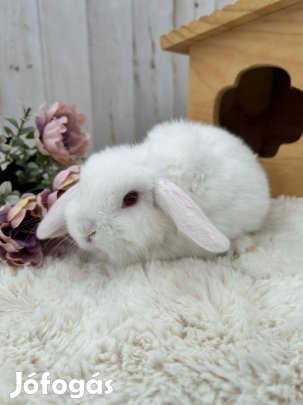 Lógófülű törpenyuszi, mini kosorrú törpenyúl