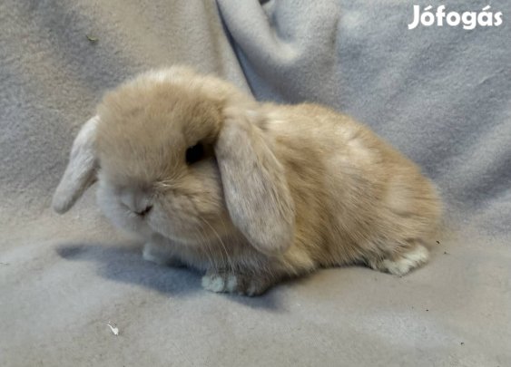 Lógófülű törpenyuszik