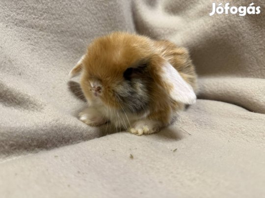 Lógófülű törpenyuszik tenyészetből