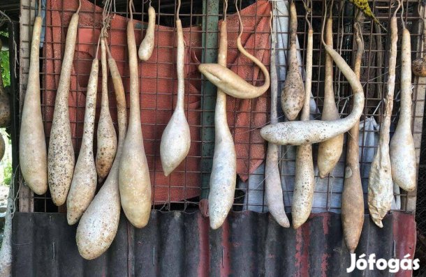 Lopótök kiszárított dísztök kolbásztök dísz lopó tök