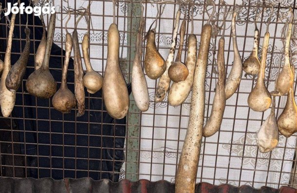 Lopótök kiszárított dísztök kolbásztök korsótök dísz lopó tök