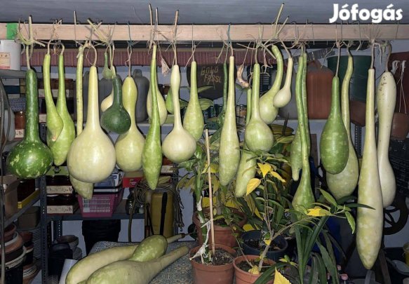 Lopótök kolbásztök korsótök mag 25 db vetőmag dísz tök dísztök mag