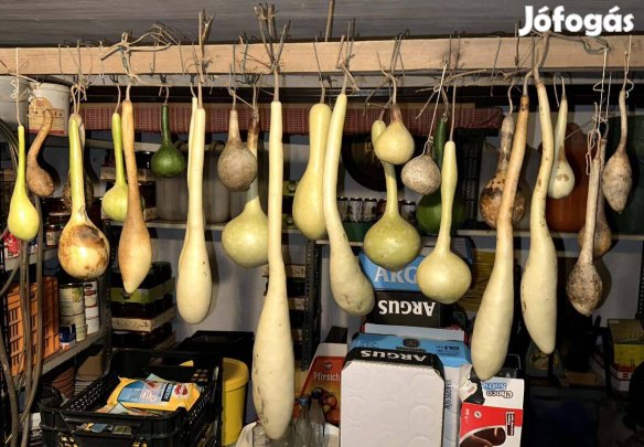 Lopótök kolbásztök korsótök mag 25 db vetőmag dísz tök dísztök mag