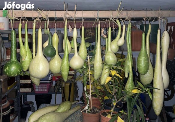 Lopótök kolbásztök korsótök mag 25 db vetőmag dísz tök dísztök mag