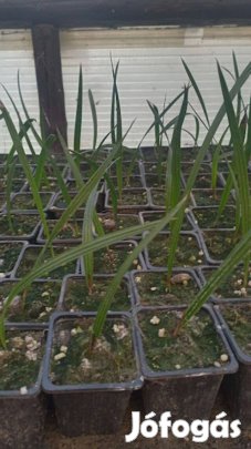 Lószőr pálma csemete eladó