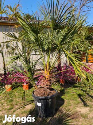Lószőrpálma - Chamaerops Humilis