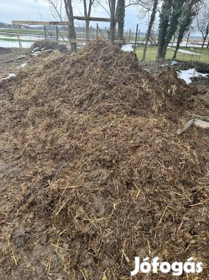 Lótrágya ingyen