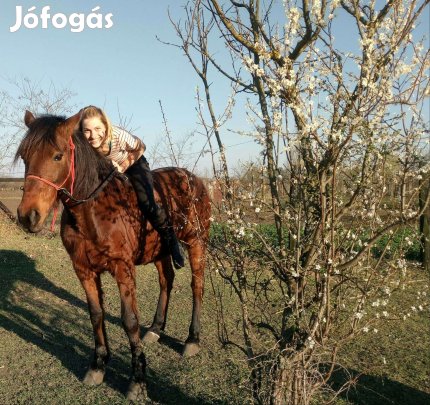 Lovagolt Ügető papíros herélt ló szerető vele is foglalkozó gazdának !