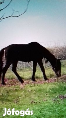 Lovas kocsi és egy kanca csikó eladö
