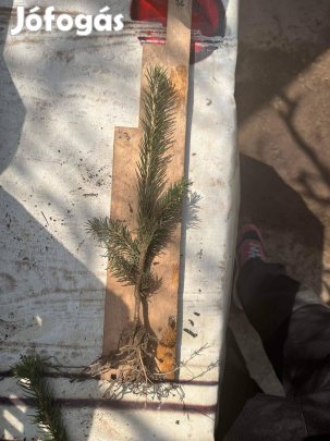 Luc, ezüst, normand, erdei fenyőcsemete eladó