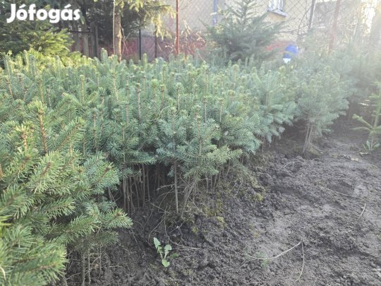 Luc és ezüst fenyő csemete