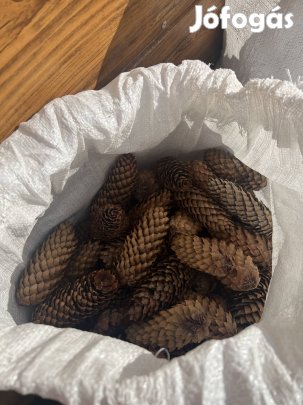 Luc toboz , szivar toboz