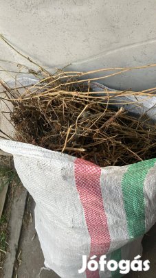 Lucerna eladó zsákos kiszerelésben 1000 Ft_ Zsák Győr
