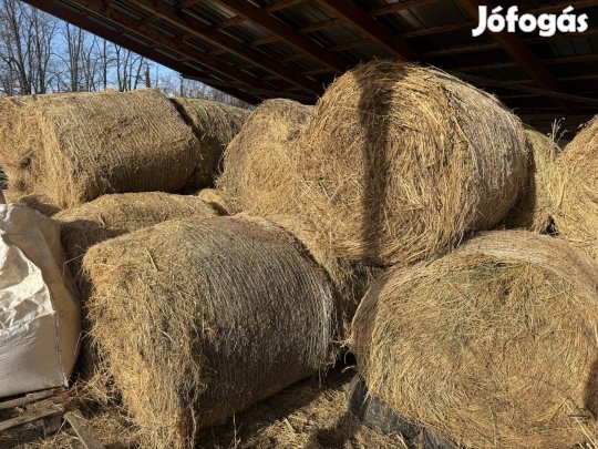 Lucerna lucernas szena balak